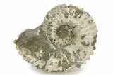 Bumpy Ammonite (Douvilleiceras) Fossil - Madagascar #254929-1